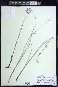 Carex lasiocarpa image