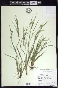 Carex conoidea image