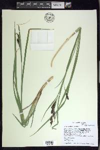 Carex aquatilis var. aquatilis image