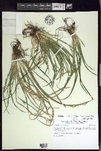 Carex cumberlandensis image