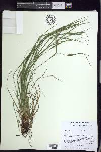 Carex oligocarpa image