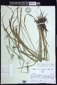 Carex lonchocarpa image