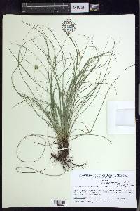 Carex planostachys image