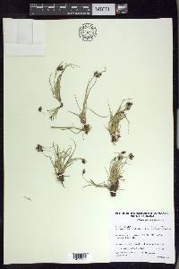 Carex bicolor image