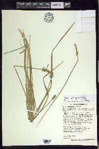 Carex alopecoidea image