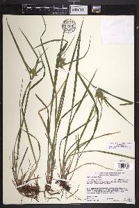 Carex intumescens var. intumescens image