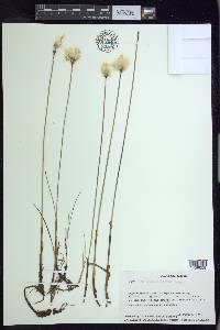 Eriophorum scheuchzeri image