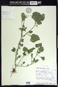 Solanum sarrachoides image