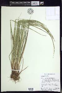 Carex planispicata image