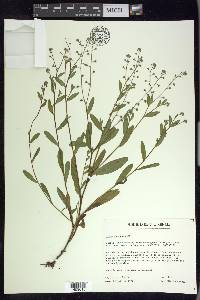 Myosotis laxa image