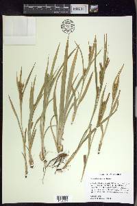 Carex flaccosperma image