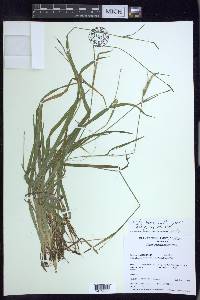 Carex gracilescens image