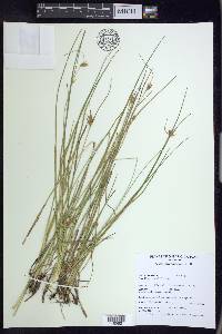 Carex michauxiana image