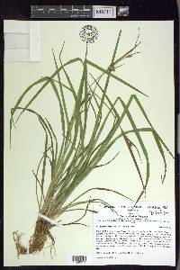 Carex crebriflora image