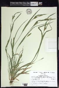 Carex flaccosperma image