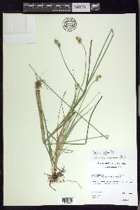 Carex adusta image