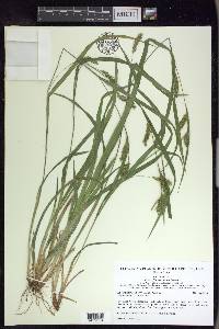 Carex flaccosperma image