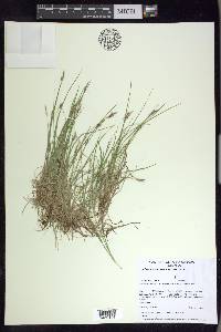 Carex albicans var. albicans image