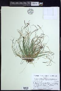 Carex lucorum image