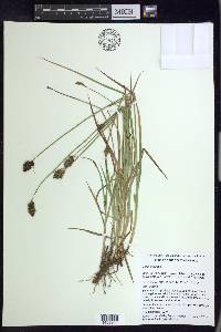 Carex orizabae image