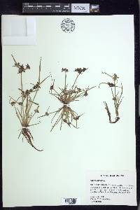 Cyperus fuscus image