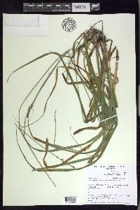 Carex cephaloidea image