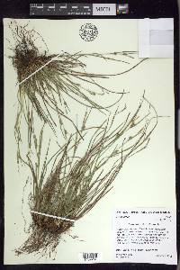 Carex bulbostylis image