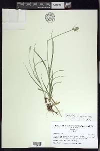 Carex austrina image