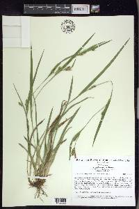 Carex flaccosperma image