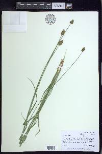 Carex hoodii image