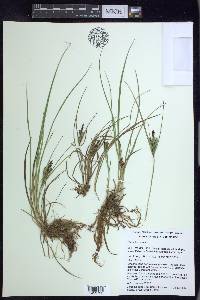 Carex hermannii image