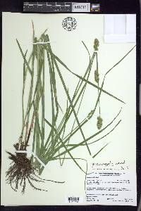 Carex normalis image