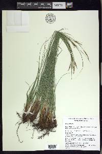 Carex arsenei image