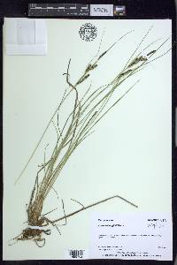 Carex kelloggii image