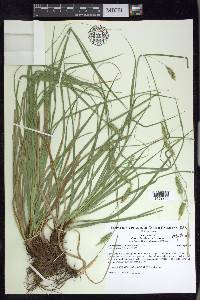 Carex cherokeensis image