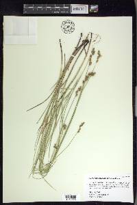 Carex festucacea image