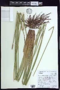 Eleocharis mutata image