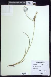 Carex houghtoniana image