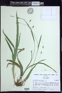 Carex laxiculmis image