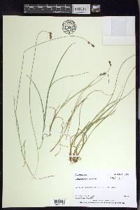 Carex glareosa image