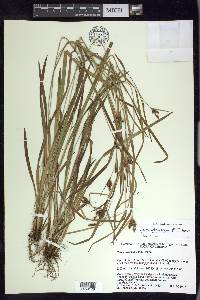 Carex atractodes image