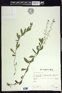 Myosotis scorpioides image