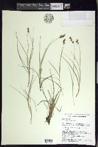 Carex echinata image