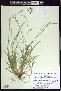 Carex communis var. communis image