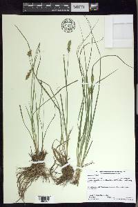 Carex arcta image