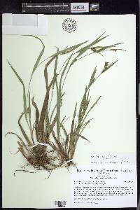 Carex pigra image