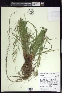 Carex debilis var. debilis image