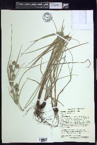 Cyperus × mesochorus image