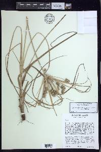 Cyperus retroflexus image