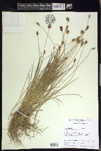 Carex crawfordii image